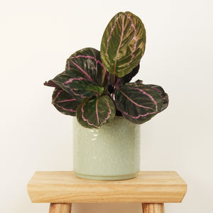 Prayer Plant | Roseo Dottie - Indoor Plant