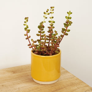 Sedum Stahlii | Baked Beans - Indoor Plant