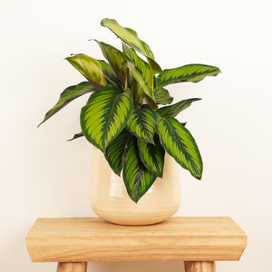 Prayer Plant | Beauty Star - Indoor Plant