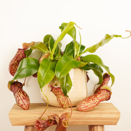 Monkey Jars | Gaya | Potted Houseplants