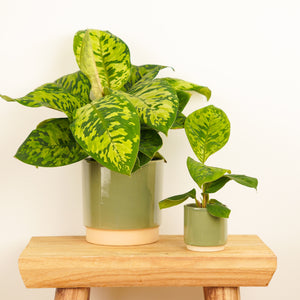 Queen Of Hearts | Camouflage | Hard To Find - Indoor Plant