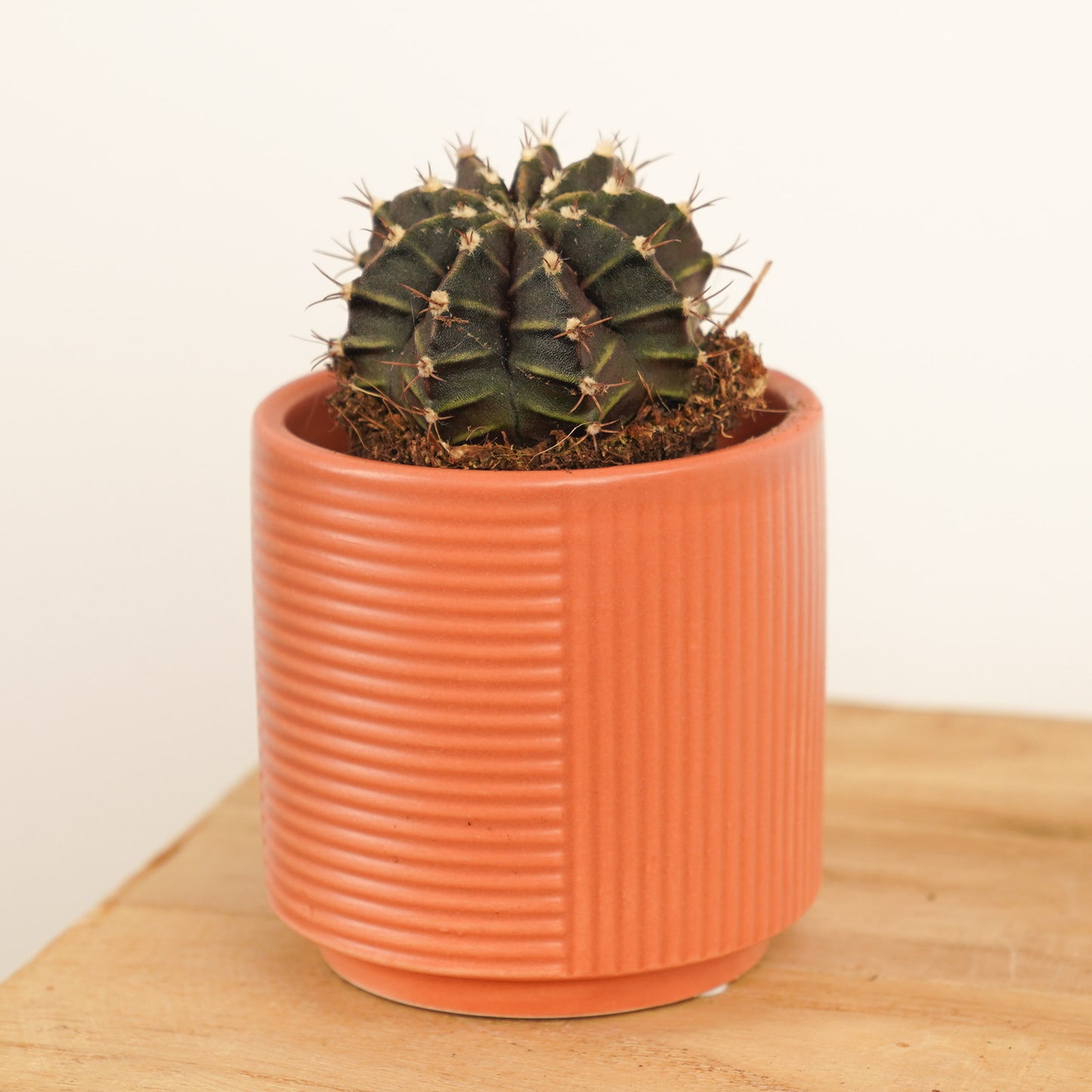 Plaid Cactus