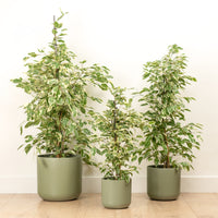 Weeping Fig | Twilight | Hard To Find