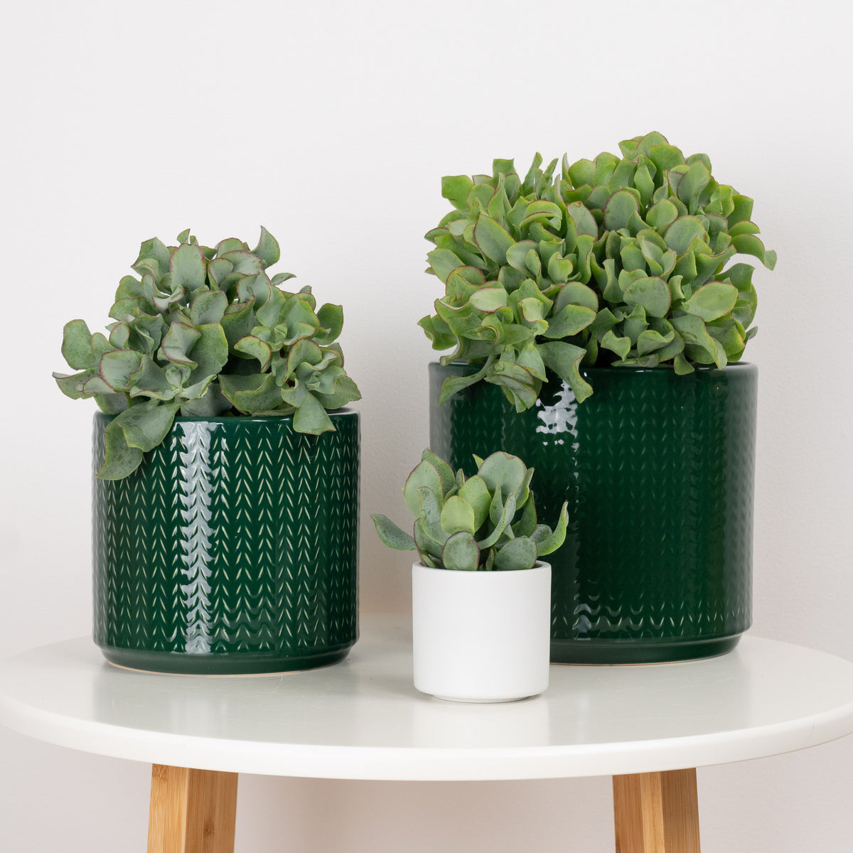 Curly Silver Dollar Plant