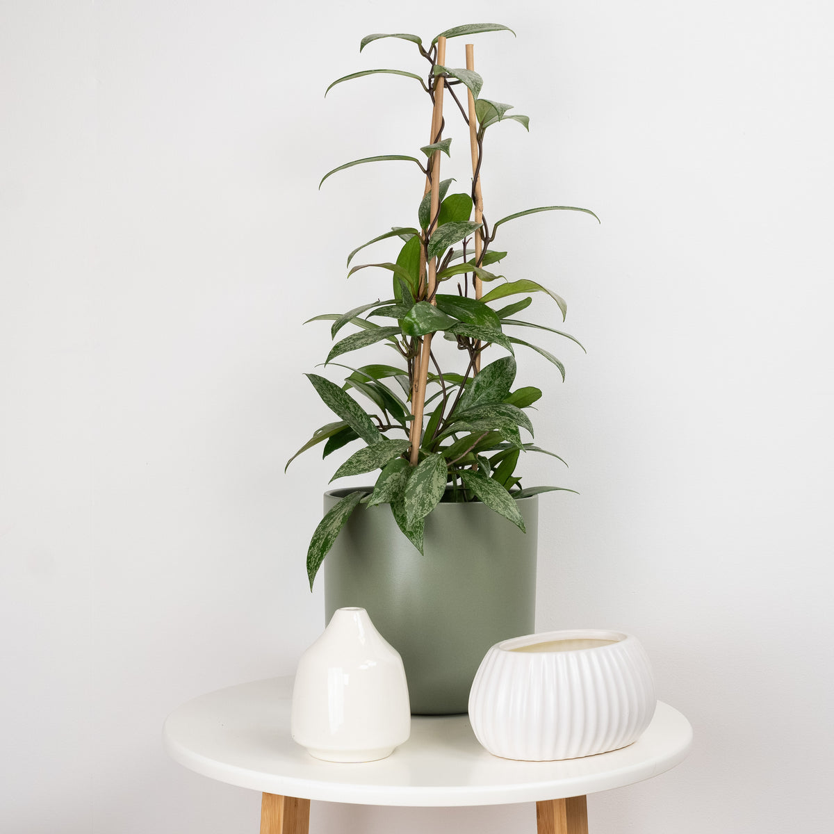 Wax Plant | Publicalix Splash