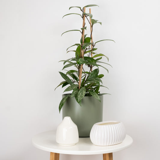 Wax Plant | Publicalix Splash | Potted Houseplants