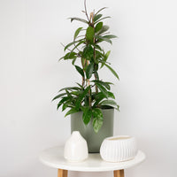 Wax Plant | Publicalix