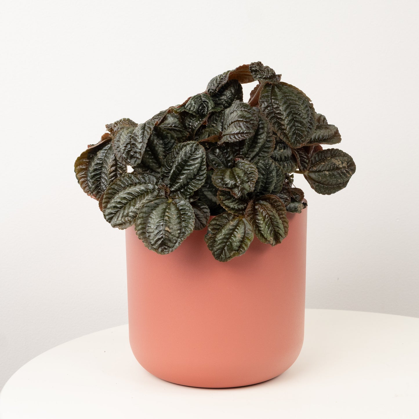 Friendship Plant | Norfolk