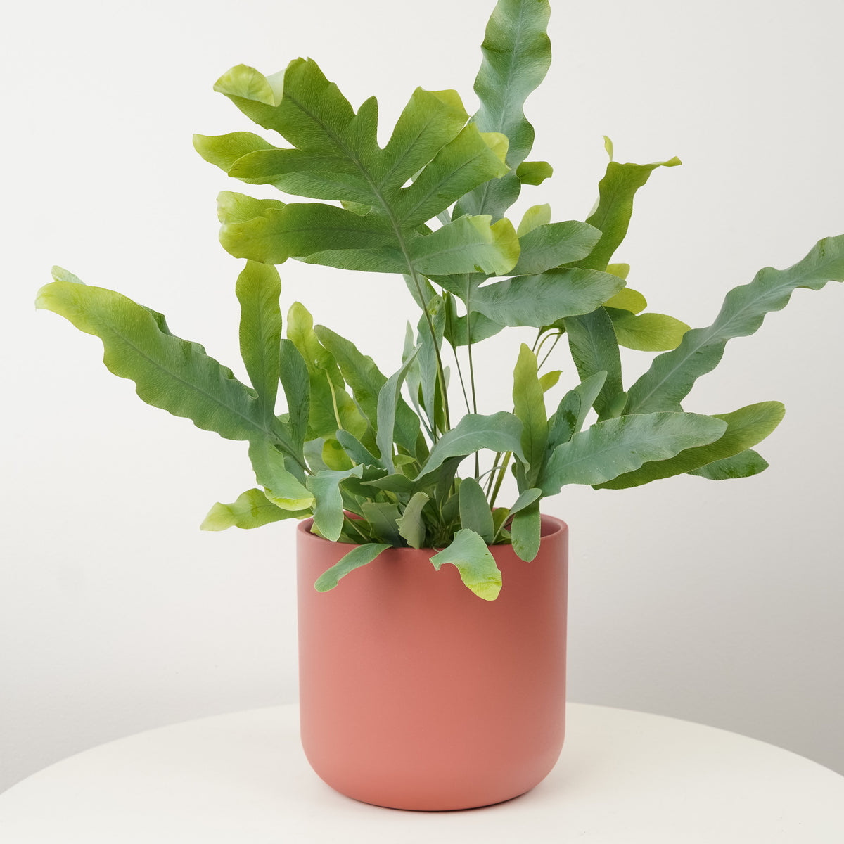 Blue Star Fern
