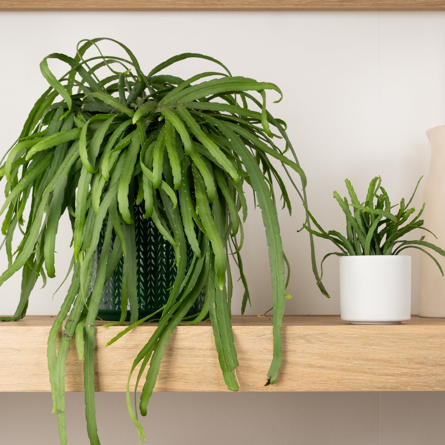 Bolivianum Forest Cactus