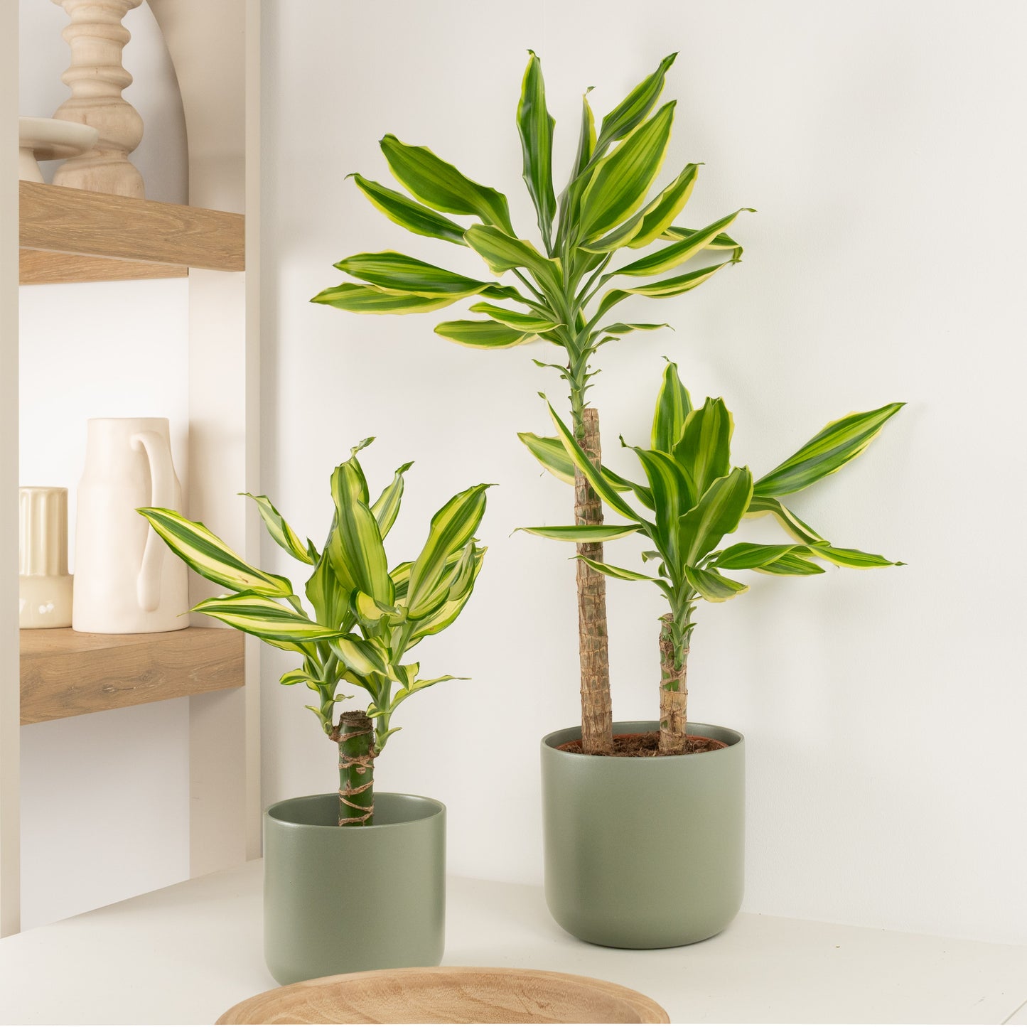 Golden Queen Duo | Plant Bundle