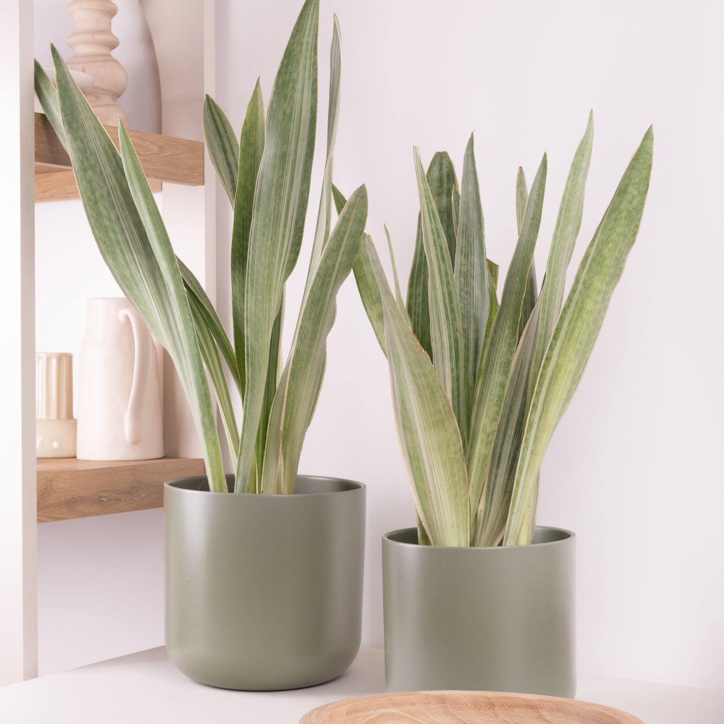 Snake Plant | Metallica | Rare Find
