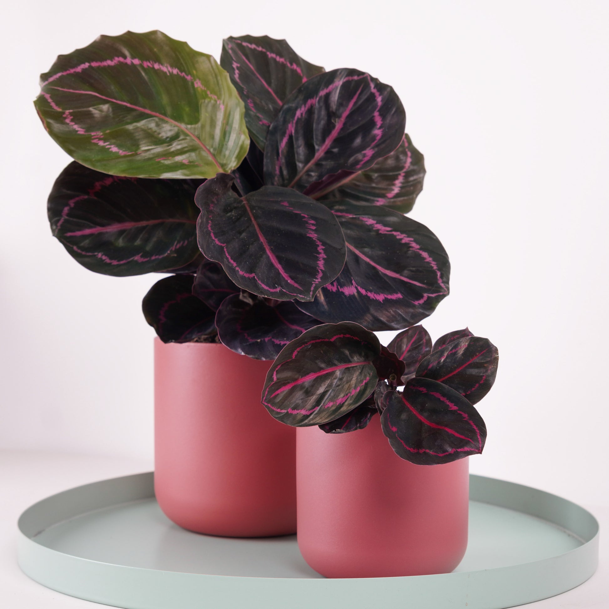 Prayer Plant | Roseo Dottie
