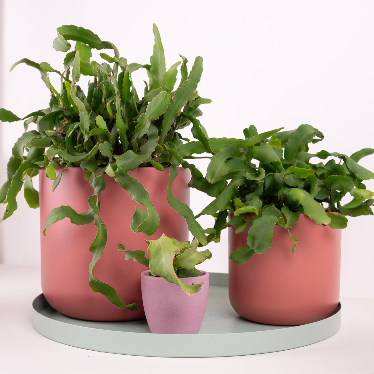 Curly Locks Orchid Cactus