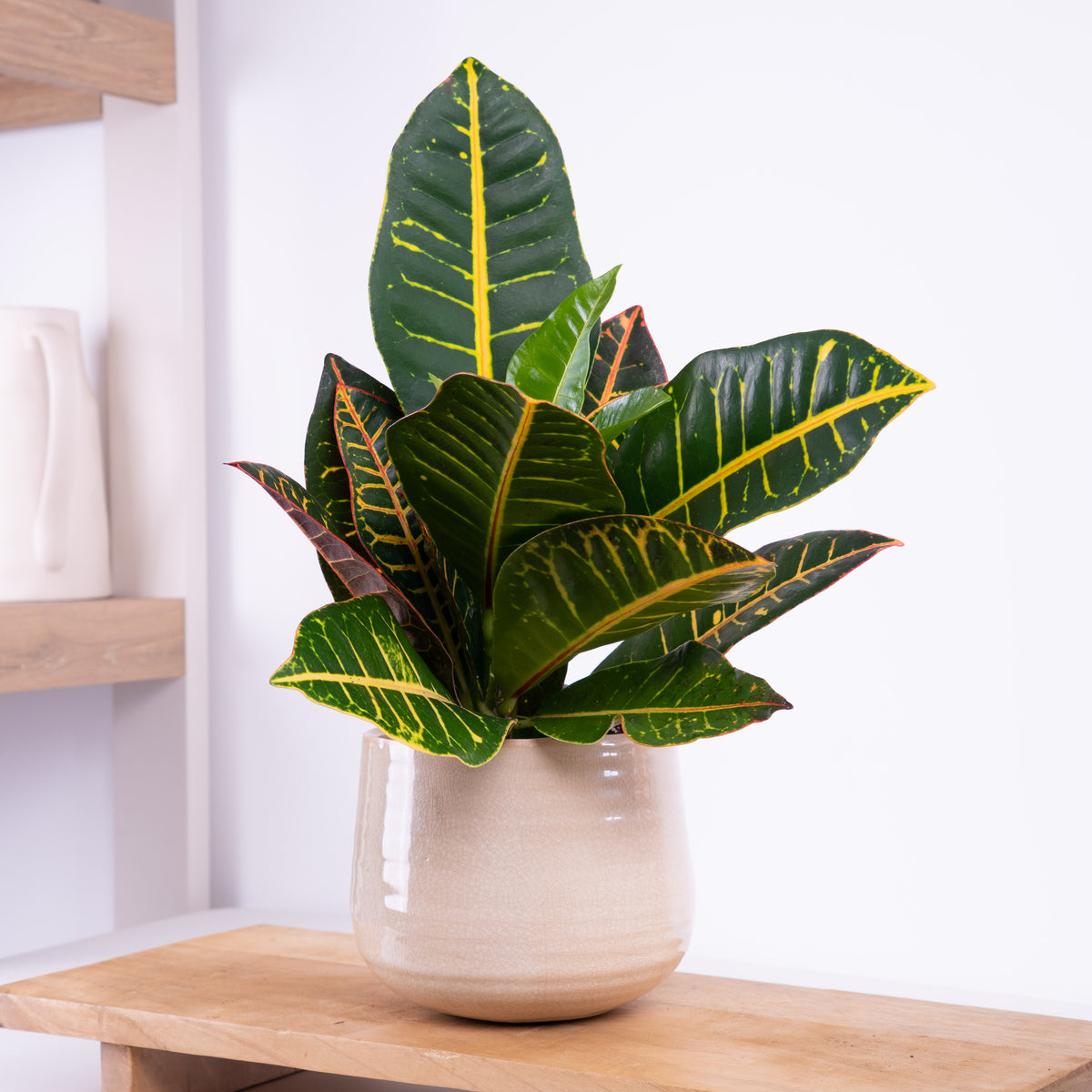 Croton | Petra