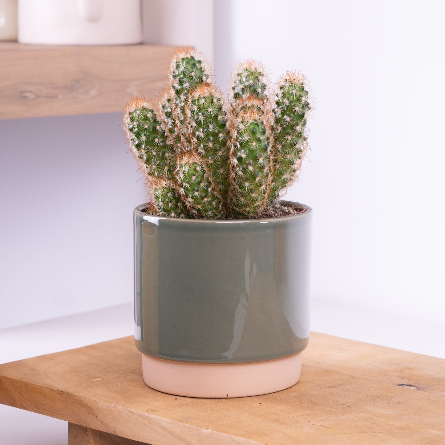 Lady Fingers Cactus | Alba