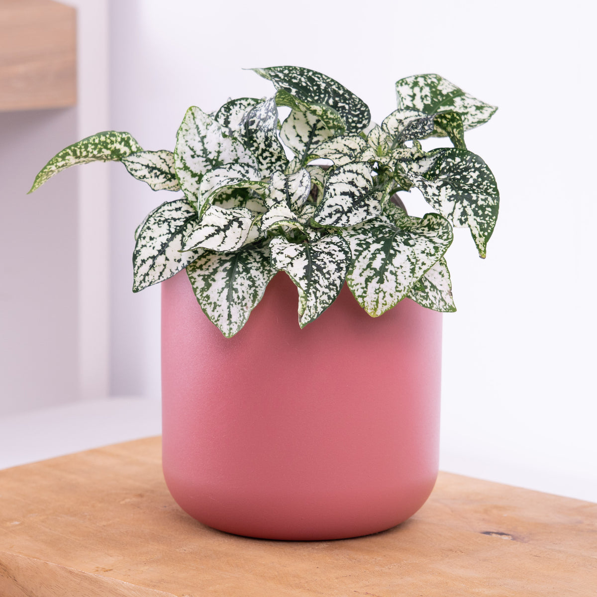 Polka Dot Plant | White
