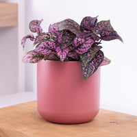Polka Dot Plant | Hot Pink