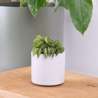 Peperomia | Firesparks