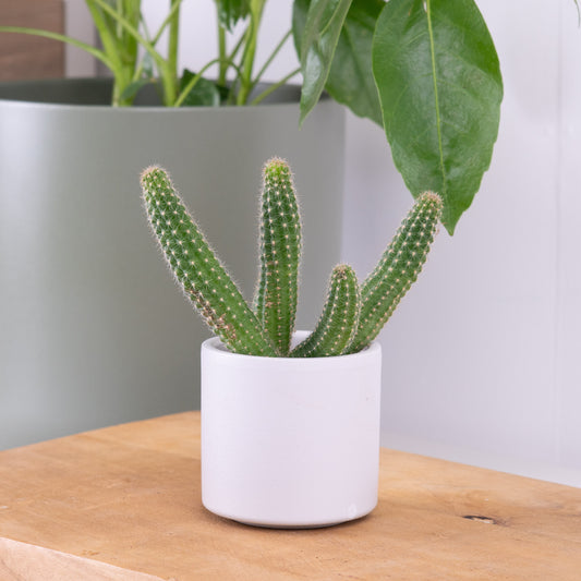Peanut Cactus | Potted Houseplants