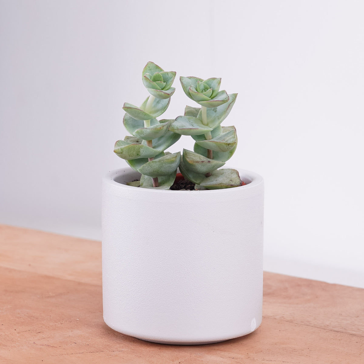 Crassula | Azul