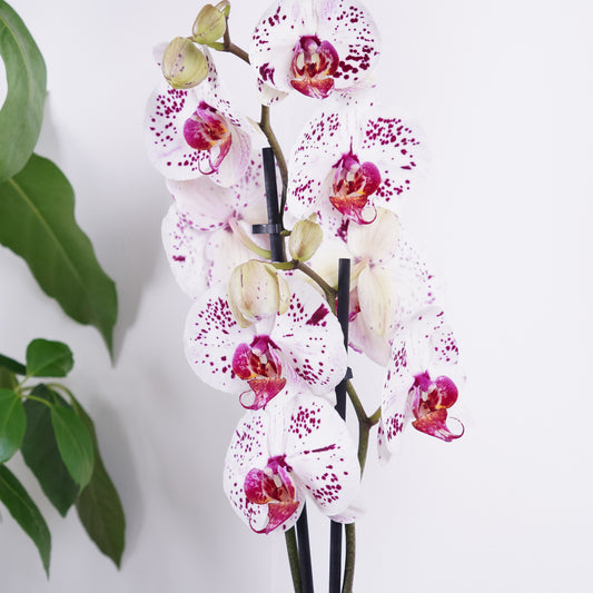 Phalaenopsis Orchid | Calypso | Potted Houseplants