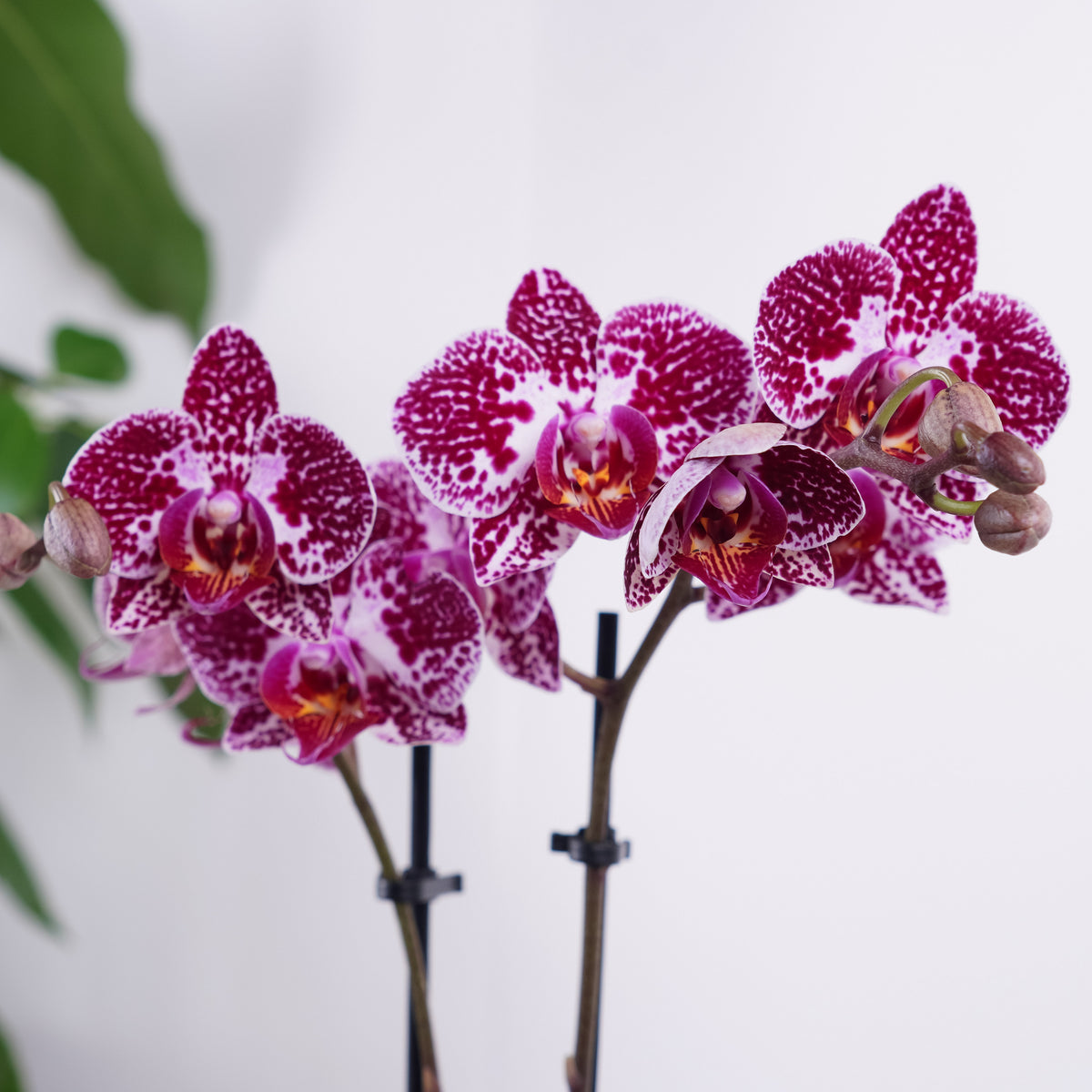 Phalaenopsis Orchid | Cadiz