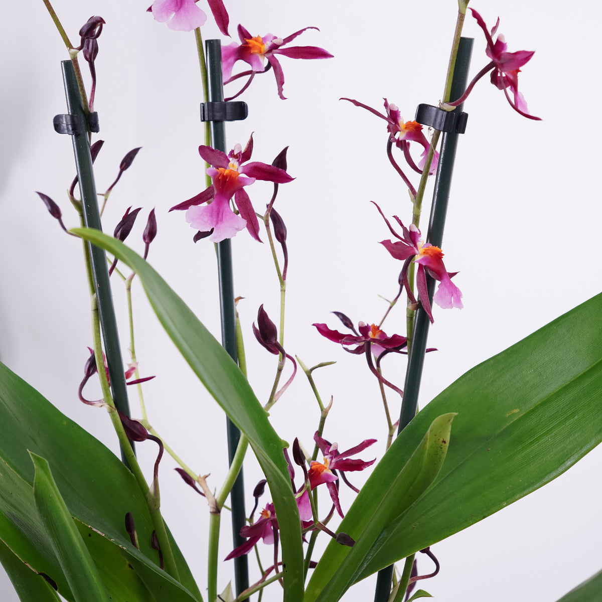 Oncidium Orchid | Katerina