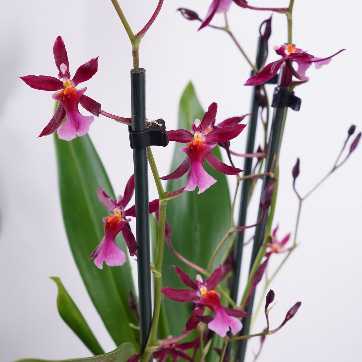 Oncidium Orchid | Katerina