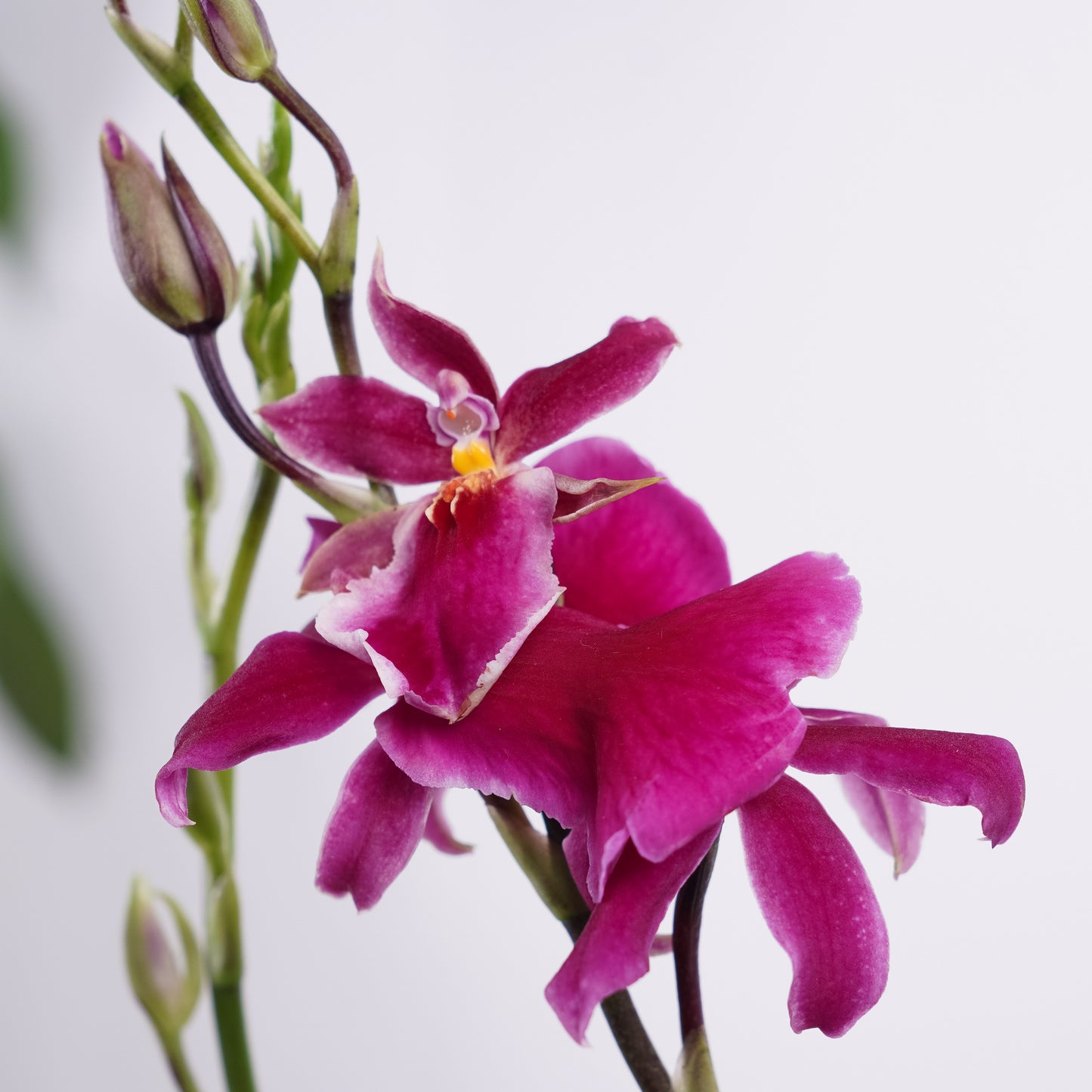 Cambria Orchid | Sophistic
