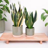 Snake Plant | Black Gold