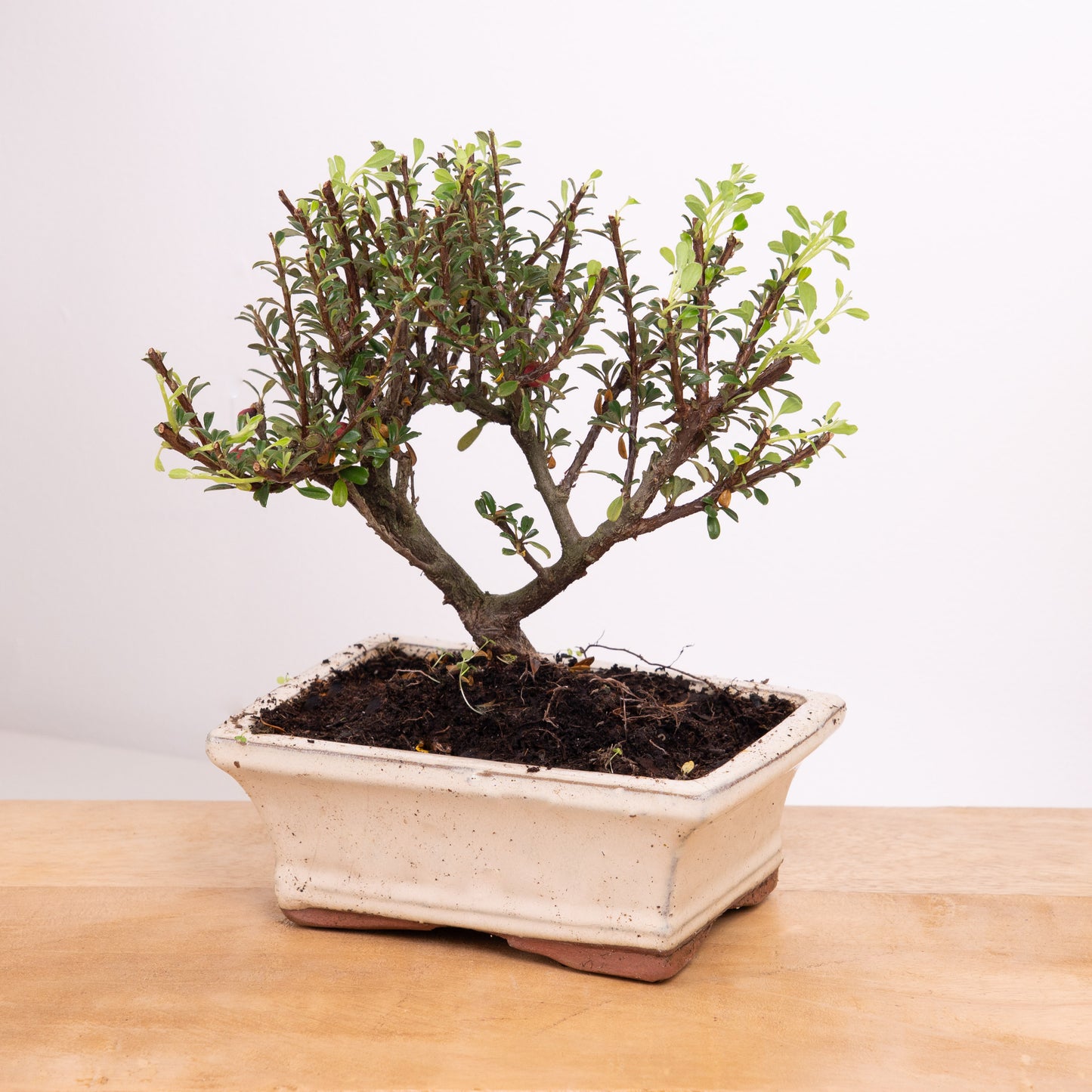 Cotoneaster | Bonsai