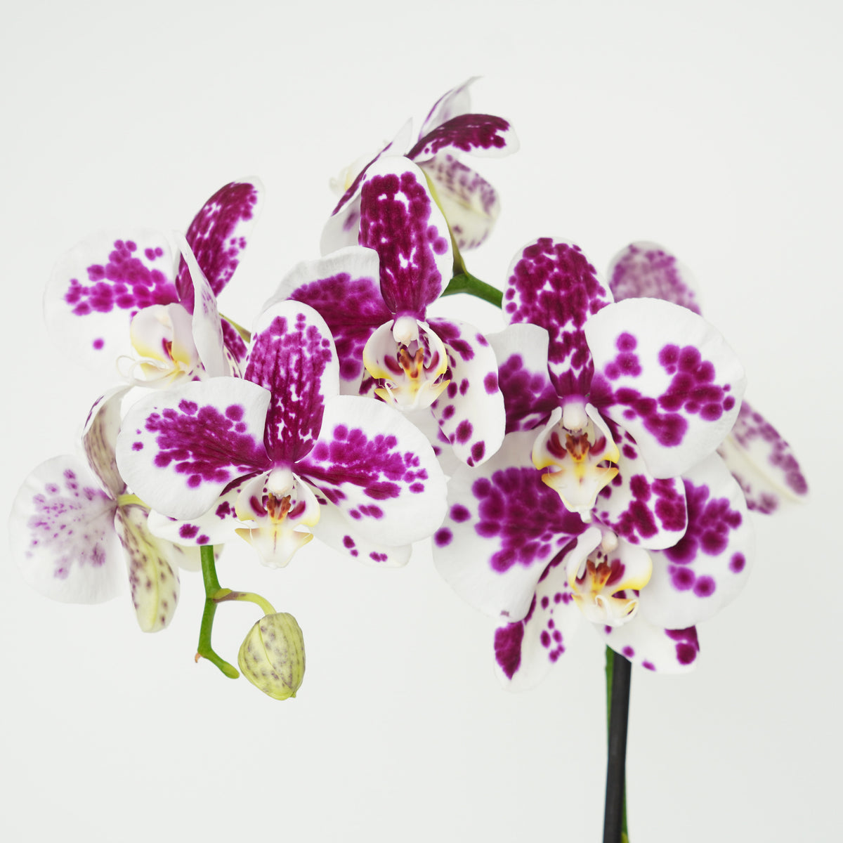Phalaenopsis Orchid | Funky Marrakech