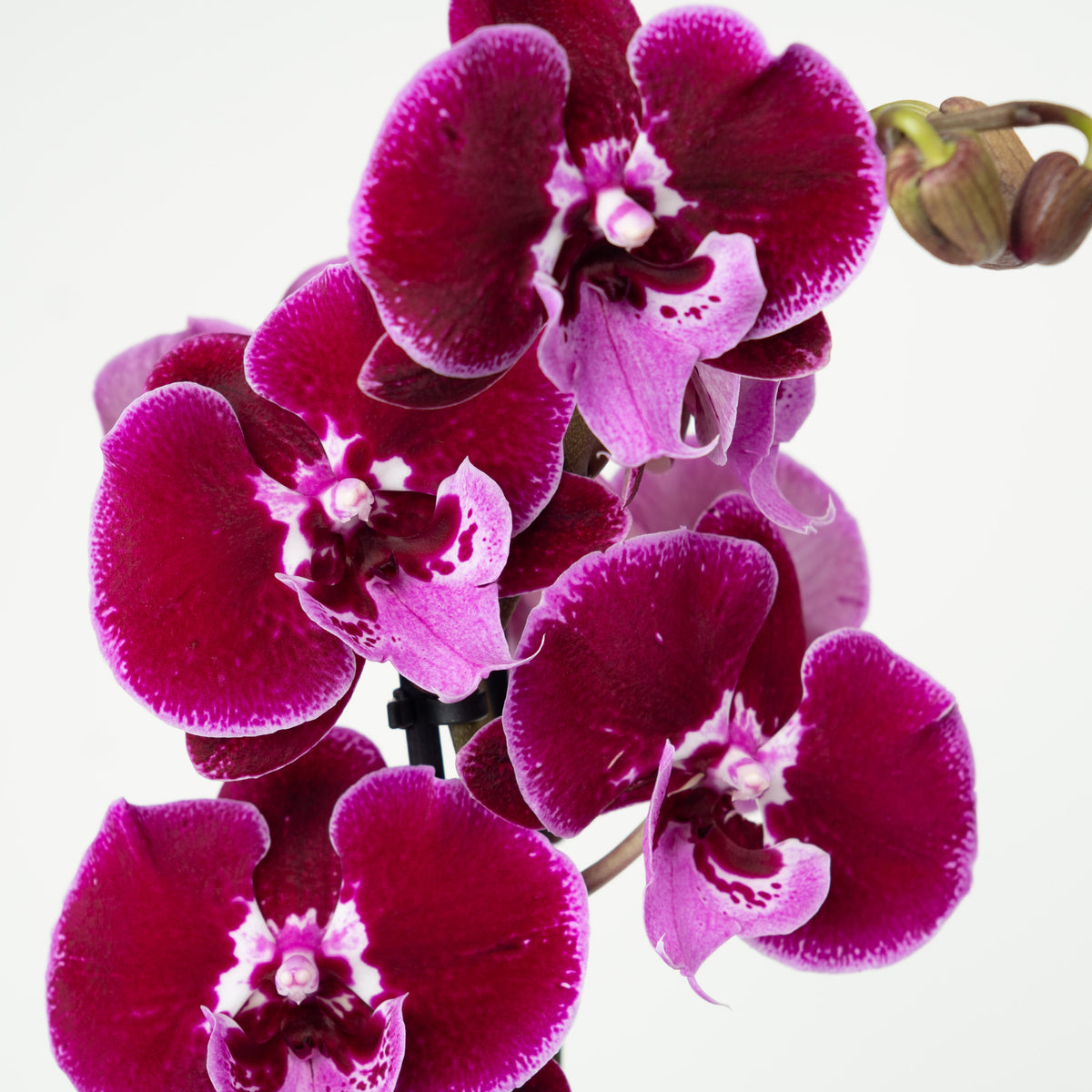 Phalaenopsis Orchid | Lembongan