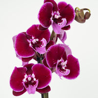 Phalaenopsis Orchid | Lembongan