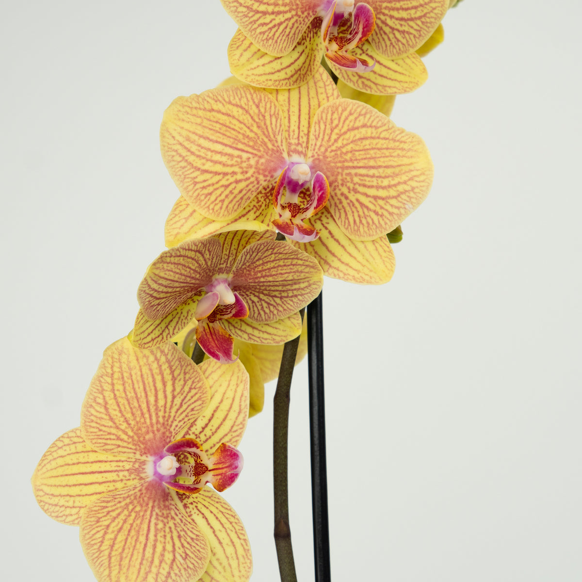 Phalaenopsis Orchid | Berry Pudding