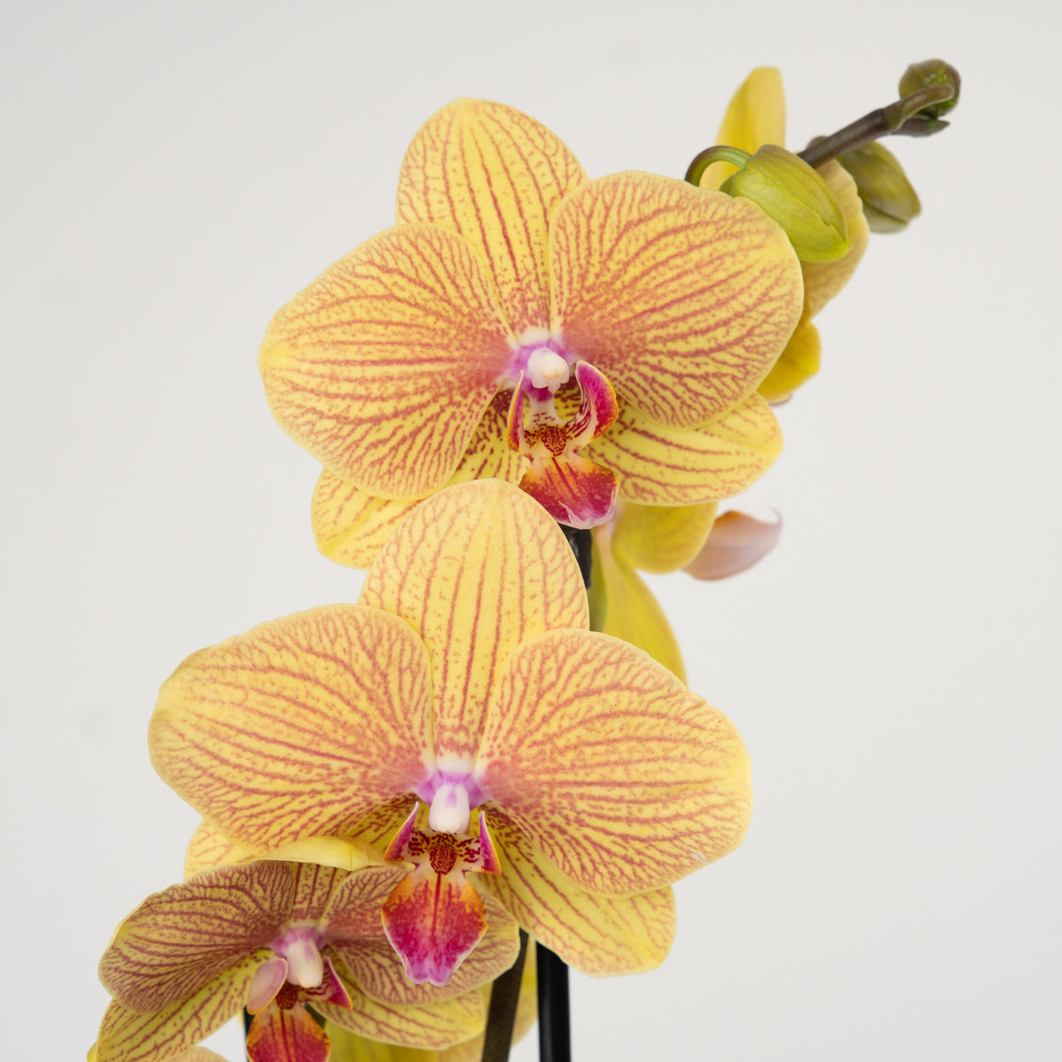 Phalaenopsis Orchid | Berry Pudding