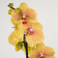 Phalaenopsis Orchid | Berry Pudding