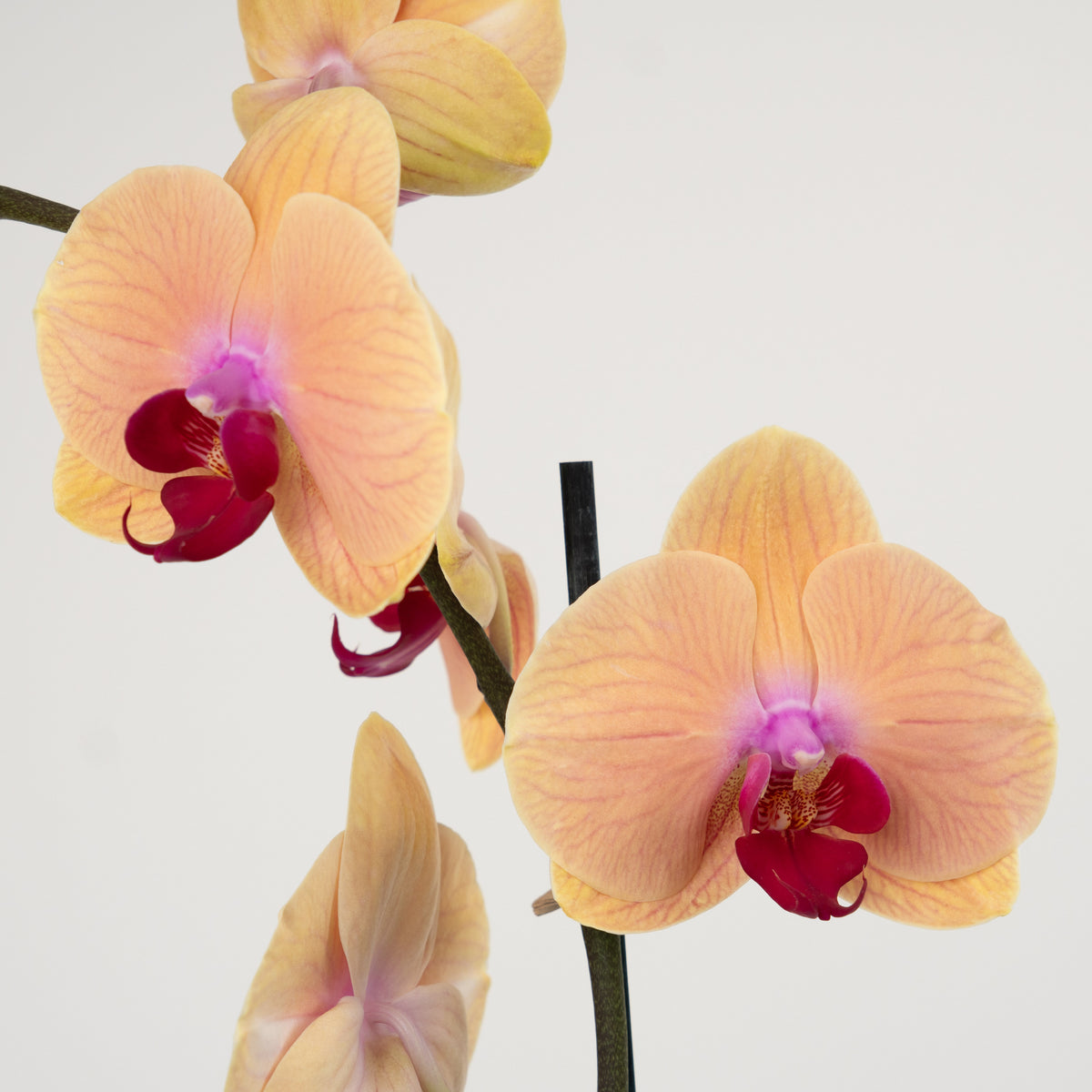 Phalaenopsis Orchid | Caribbean Dream
