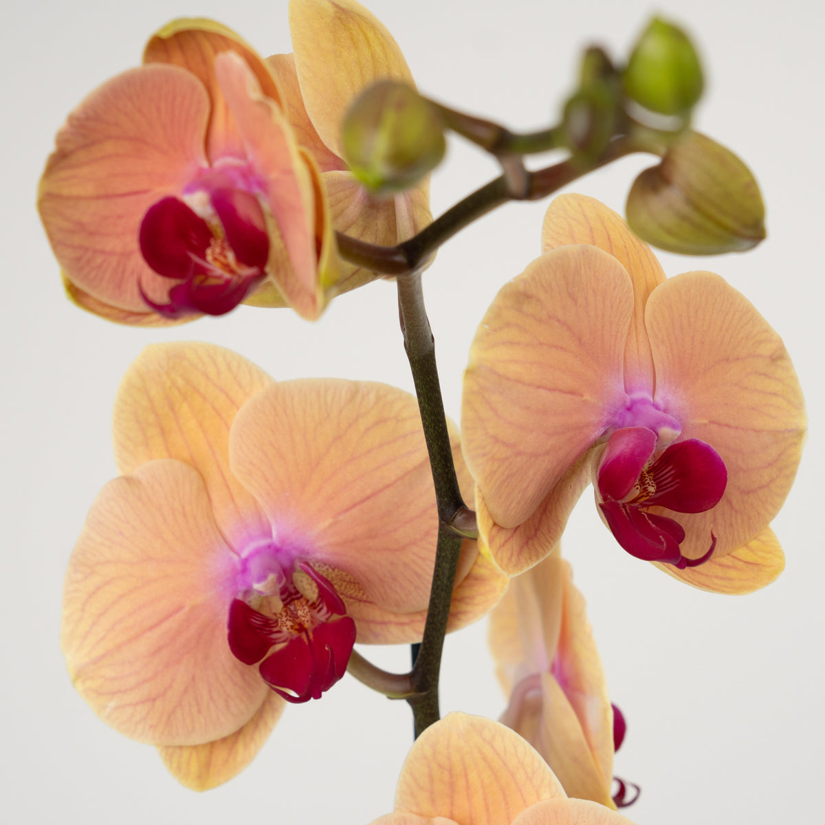 Phalaenopsis Orchid | Caribbean Dream