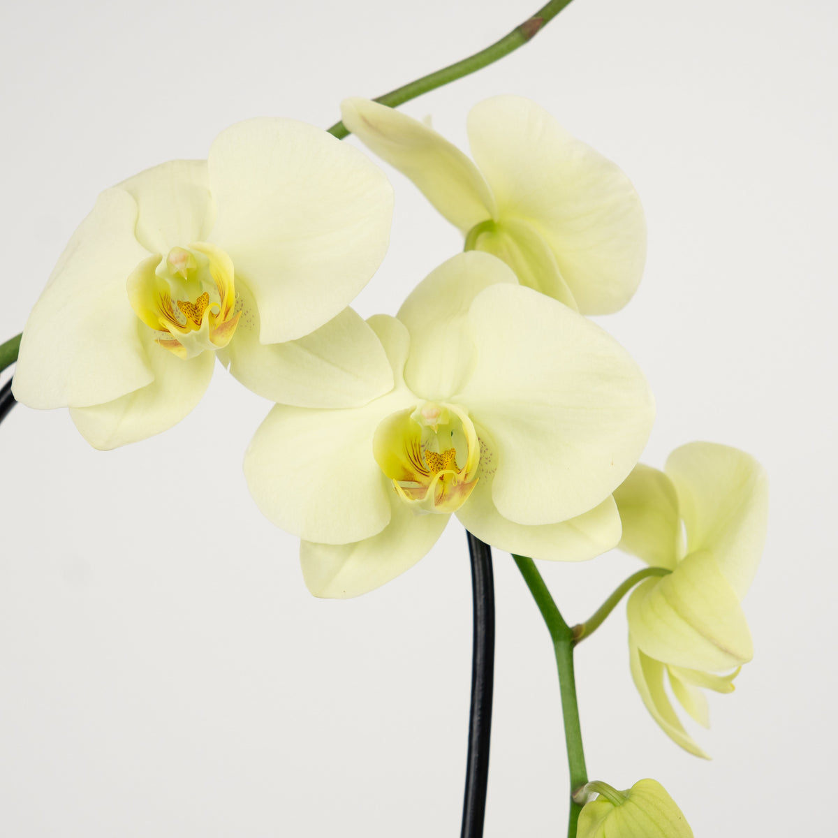 Phalaenopsis Orchid | Mint