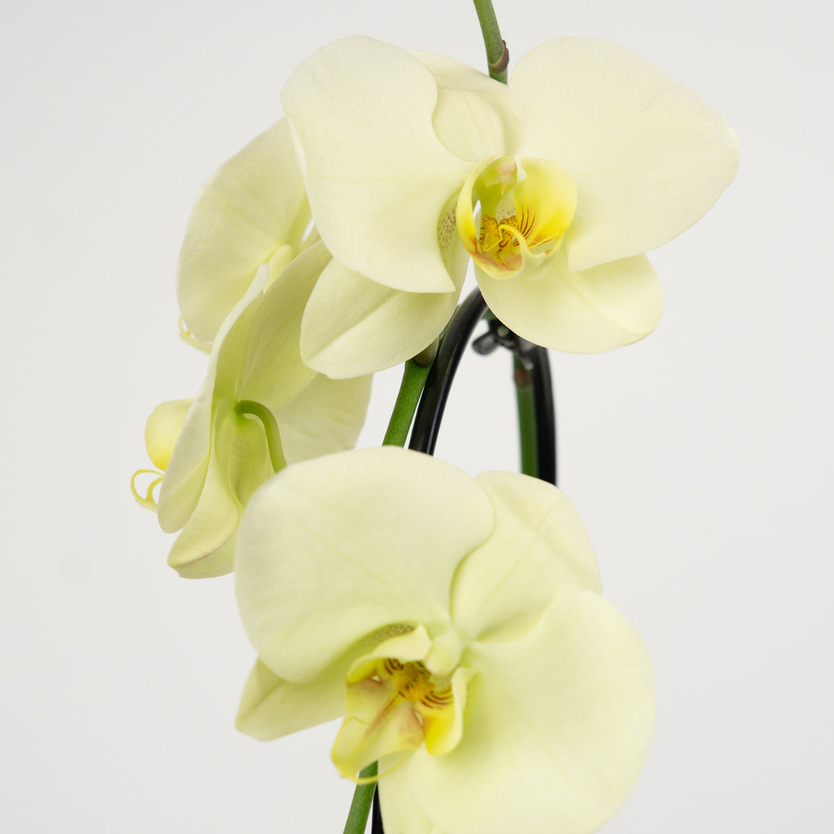 Phalaenopsis Orchid | Mint