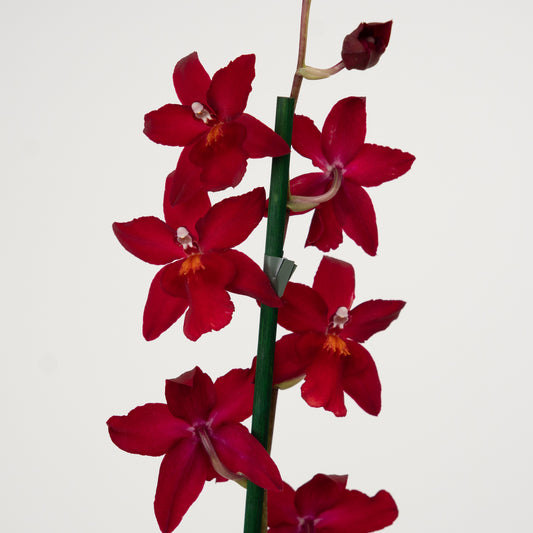 Cambria Orchid | Ruby | Potted Houseplants