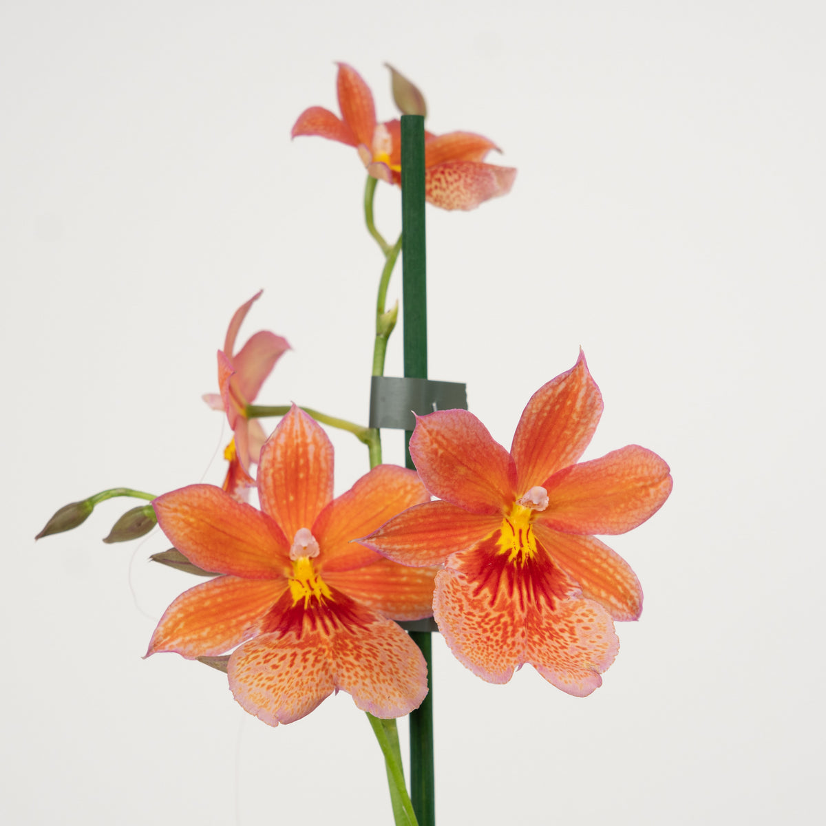 Burrageara Orchid | Nelly Isler Orange
