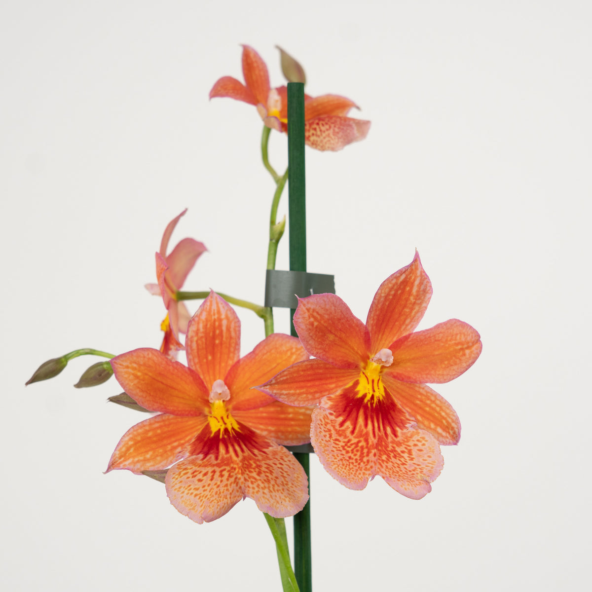 Burrageara Orchid | Nelly Isler Orange