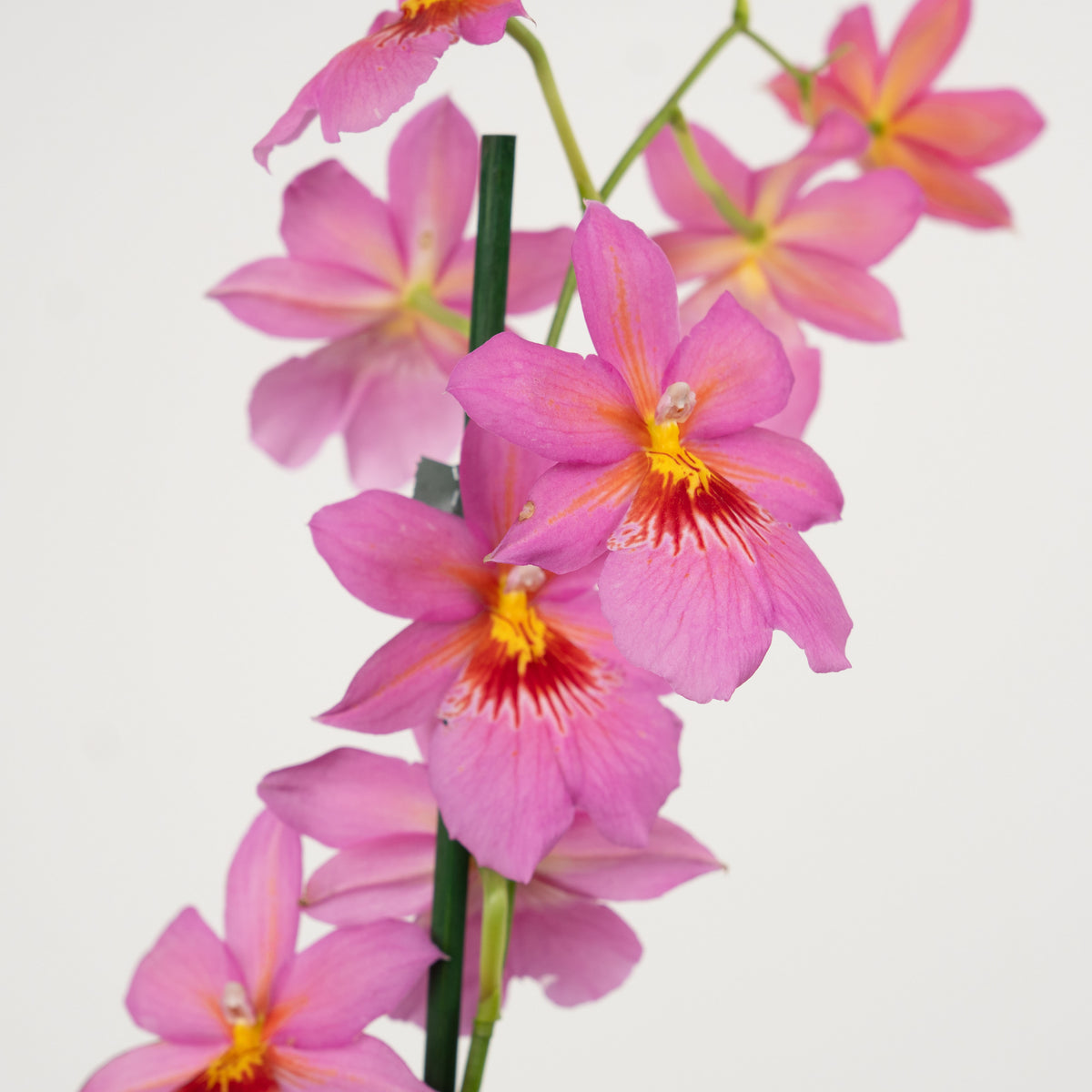 Burrageara Orchid | Nelly Isler Pink