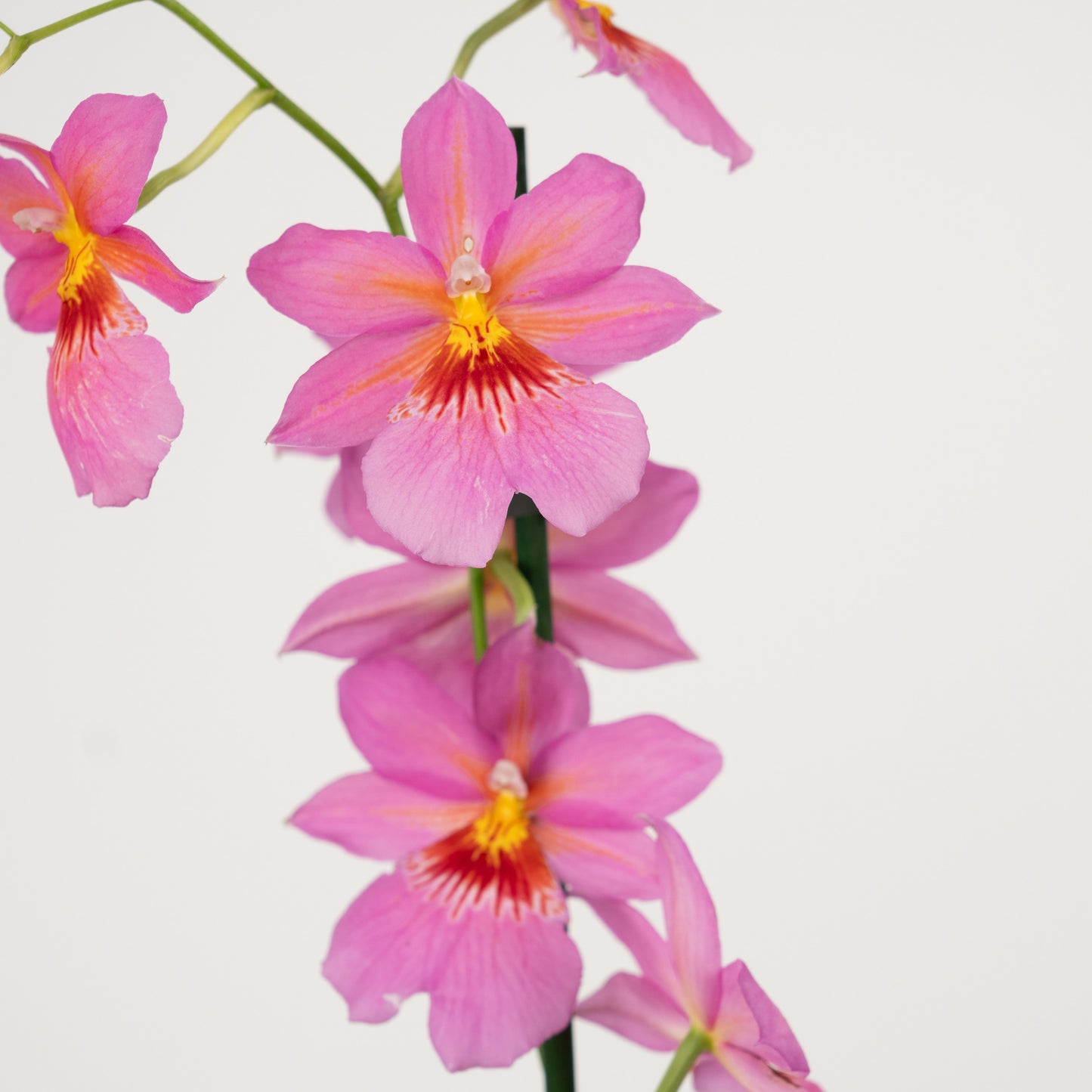 Burrageara Orchid | Nelly Isler Pink