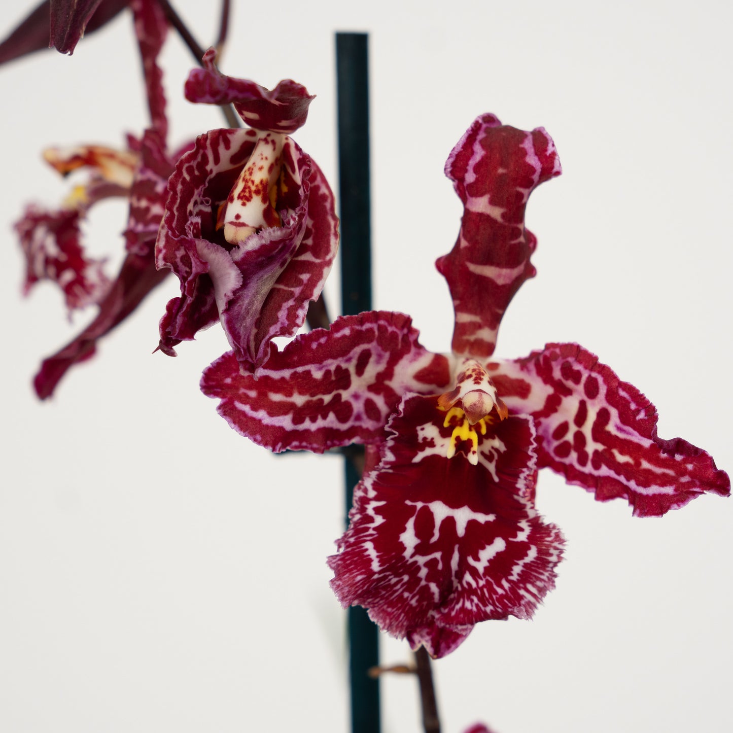 Cambria Orchid | Mulled Wine