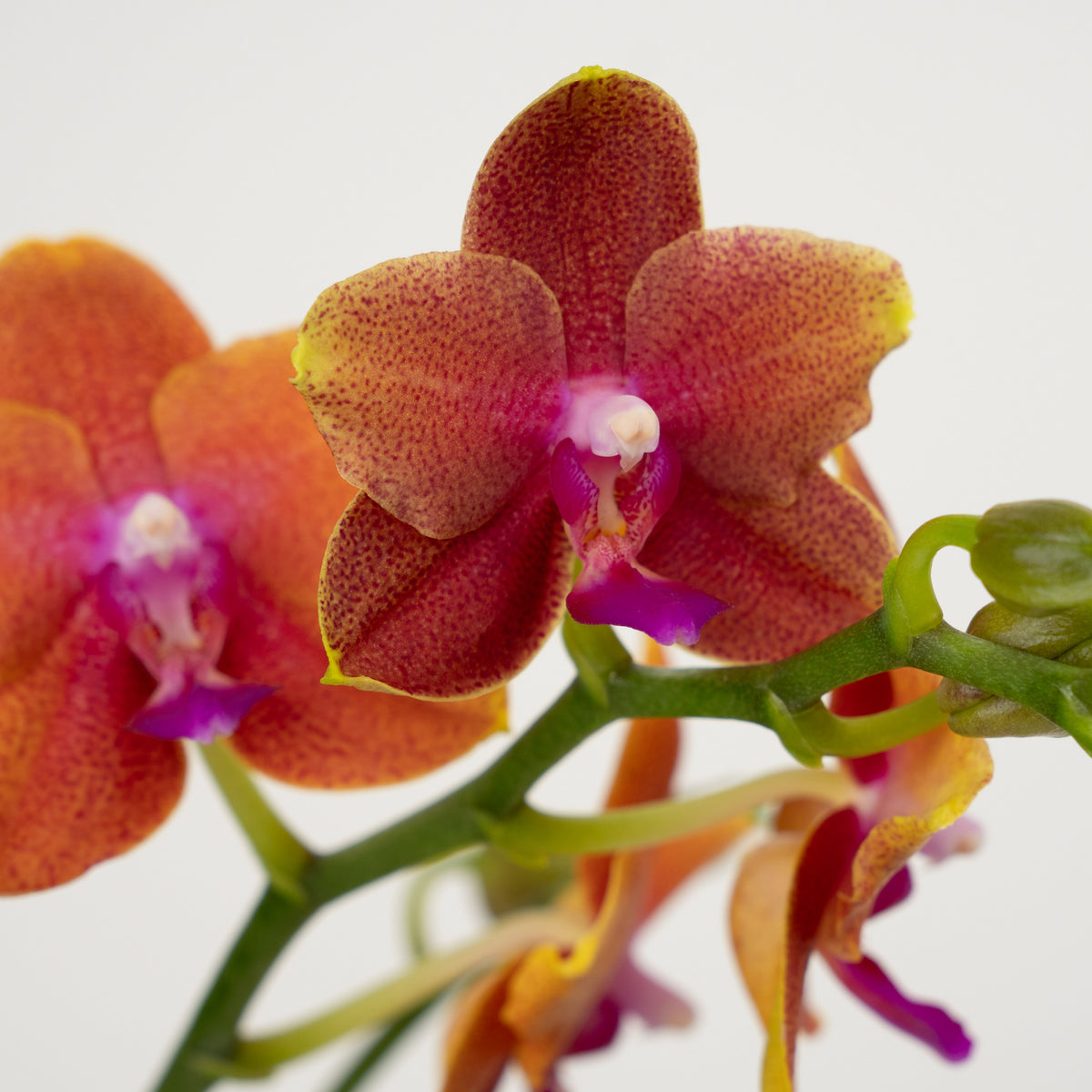 Phalaenopsis Orchid | Bolgheri