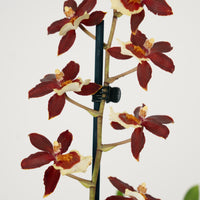 Cambria Orchid | Bonfire
